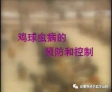 夏季球蟲到底該怎么預(yù)防治療？都在這里！